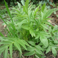 VALERIANA LARGE LEAVED