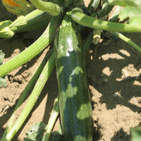 ZUCCHINO LUNGO SCURO F1