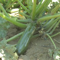 ZUCCHINO LUNGO SCURO F1