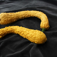 ZUCCHINO FRIULANO RUGOSO