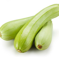 ZUCCHINO GABBIANO F1