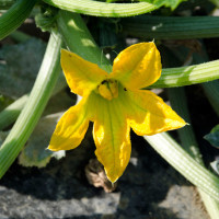 ZUCCHINO DA FIORE