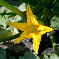 ZUCCHINO DA FIORE