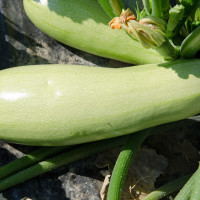 ZUCCHINO GABBIANO F1