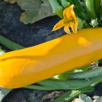 ZUCCHINO GIALLO F1