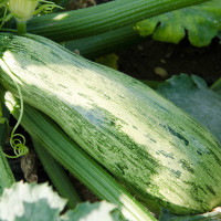 ZUCCHINO STRIATO F1