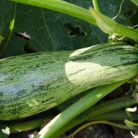 ZUCCHINO STRIATO F1