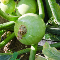 ZUCCHINO TONDO CHIARO