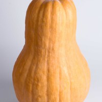 ZUCCA BUTTERNUT VIOLINA RUGOSA