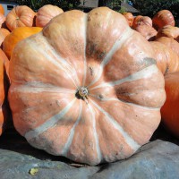 ZUCCA GIGANTE