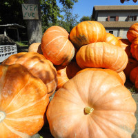 ZUCCA GIGANTE