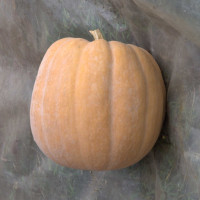 ZUCCA QUINTALE