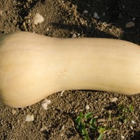 ZUCCA BUTTERNUT LISCIA