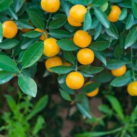 KUMQUAT