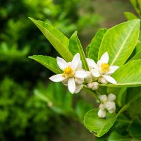 LIMONE IN FIORE 