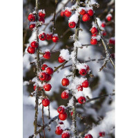 COTONEASTER ORIZZONTALIS 