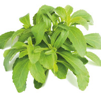 STEVIA 