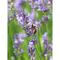 LAVANDA 