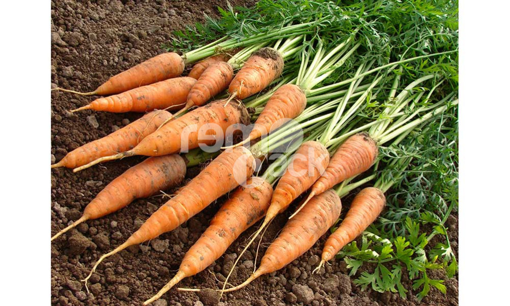 CAROTA NANTESE