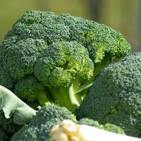 CAVOLO BROCCOLO