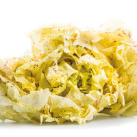 CICORIA VARIEGATA DI CASTELFRANCO