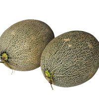 MELONE GALIA