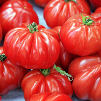 POMODORO CANESTRINO DI LUCCA