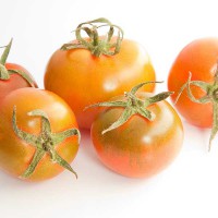 POMODORO CAMONE SARDO