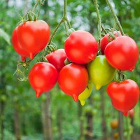 POMODORO PIENNOLO