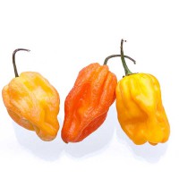 PEPERONCINO SCOTCH BONNET