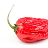 PEPERONCINO NAGA MORICH 