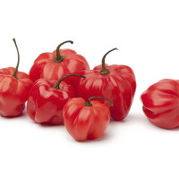 PEPERONCINO SCOTCH BONNET 