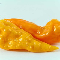 PEPERONCINO FATALII YELLOW 