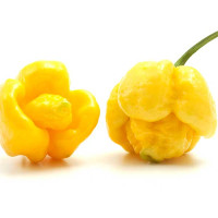 PEPERONCINO TRINIDAD SCORPION YELLOW 