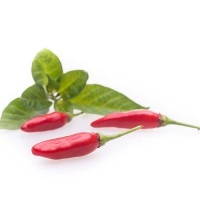 PEPERONCINO TABASCO