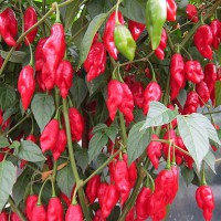 PEPERONCINO BHUT JOLOKIA