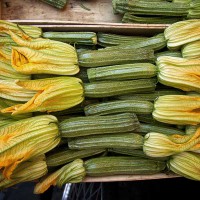 ZUCCHINO LUNGO ROMANESCO