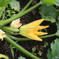 ZUCCHINO DA FIORE