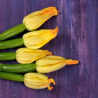 ZUCCHINO SCURO VRANGLER F1