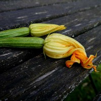 ZUCCHINO DA FIORE