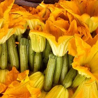 ZUCCHINO DA FIORE