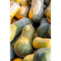 ZUCCA LUNGA DI NAPOLI