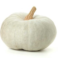 ZUCCA BIANCA