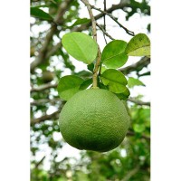 POMELO