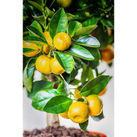 CALAMONDINO