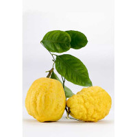 CEDRO