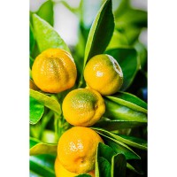 CALAMONDINO