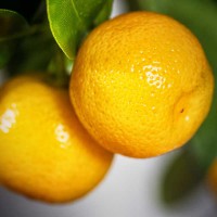 CALAMONDINO