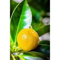 CALAMONDINO