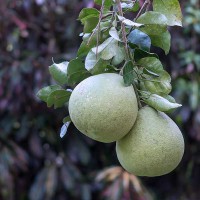 POMELO